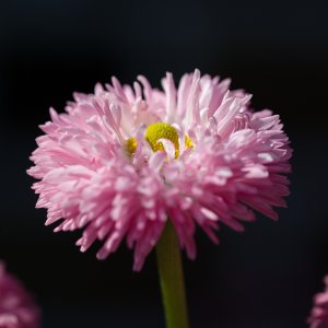 Bellis...... Jürgen Herborn